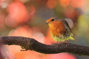 Estimación de indicadores de biodiversidad