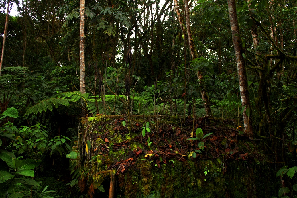 Ecoacoustics recordings in Ecuador